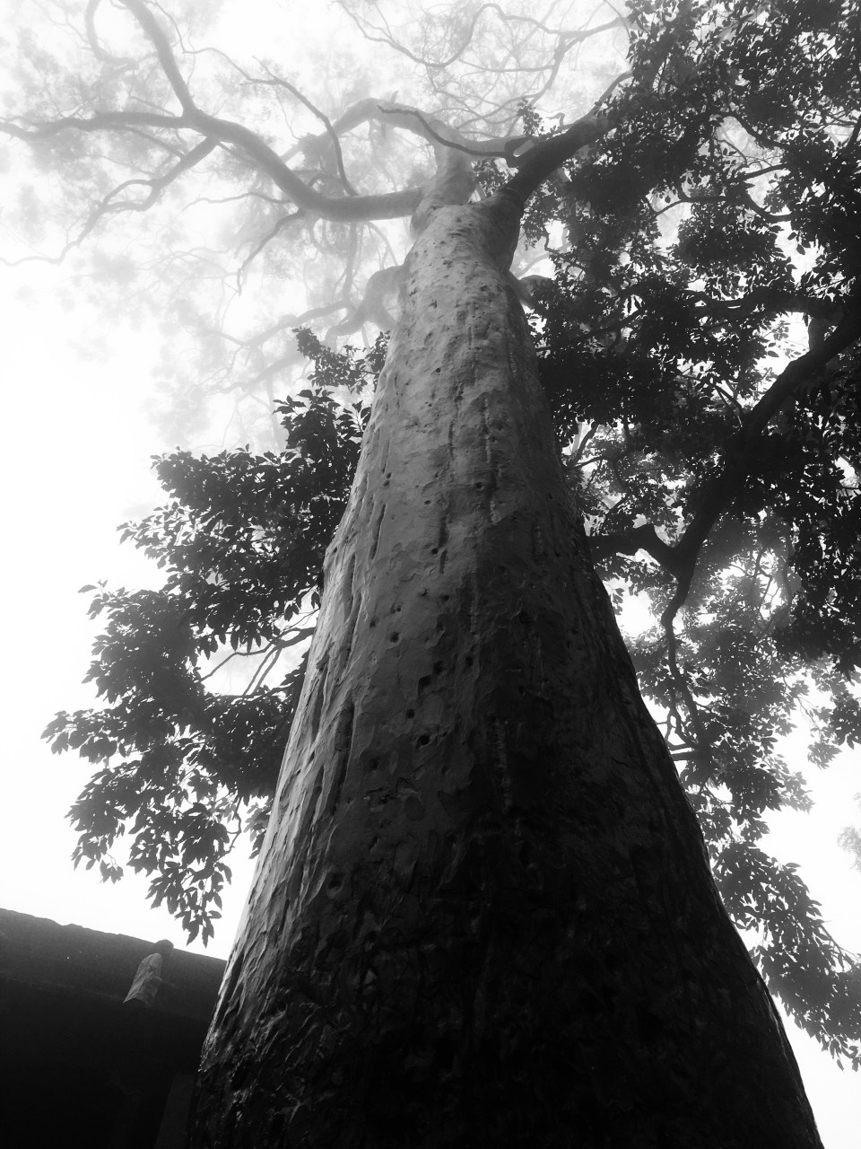 #ThursdayTreeLove is a tree from Bangalore.