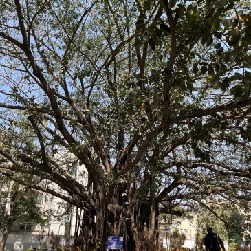 ThursdayTreelove-124