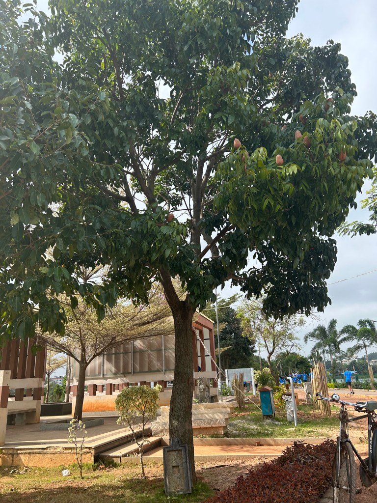 Mahogany Tree