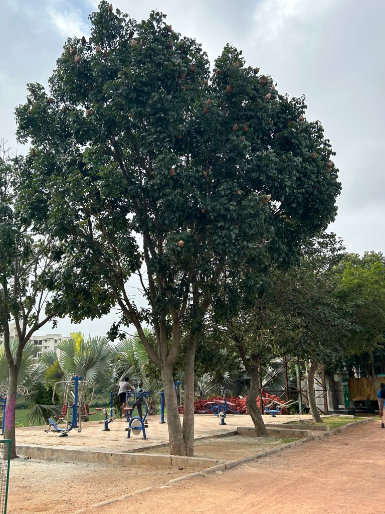 Another look of Mahogany tree