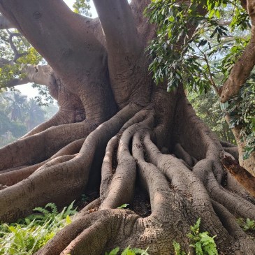 A 200 year old tree