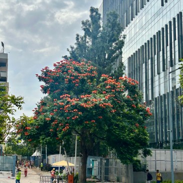 ThursdayTreeLove - 191