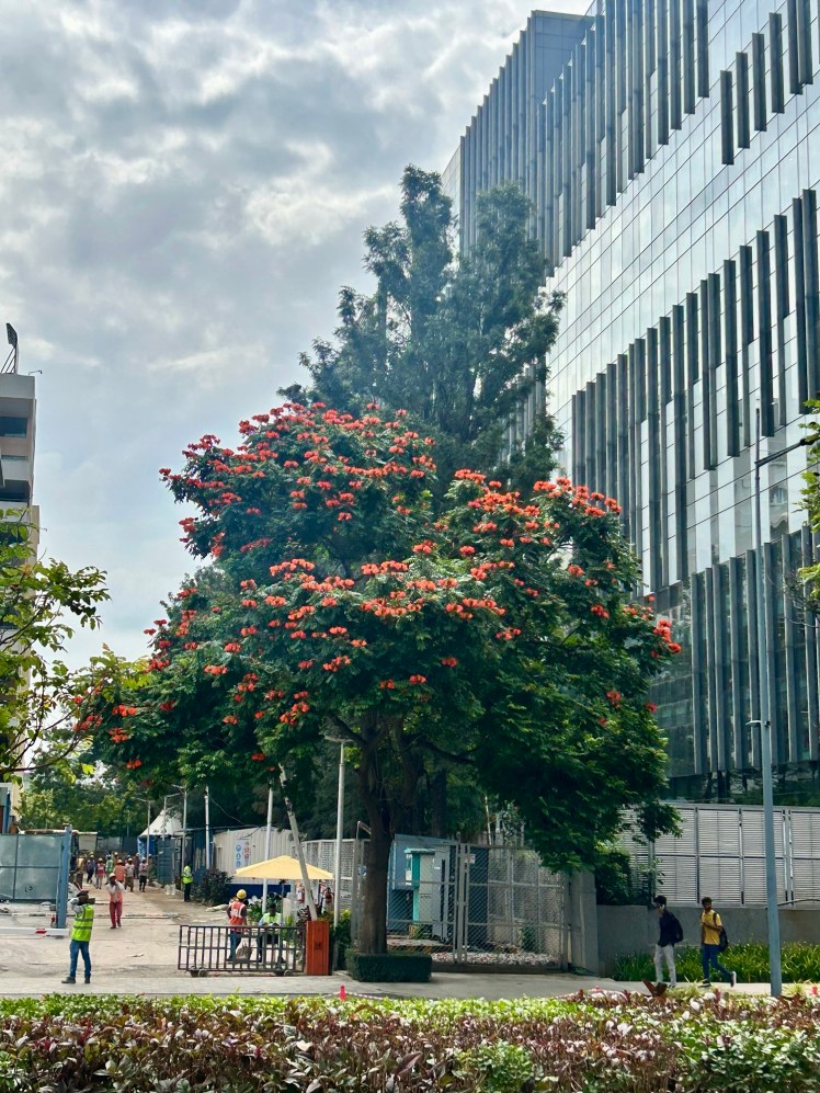 ThursdayTreeLove - 191