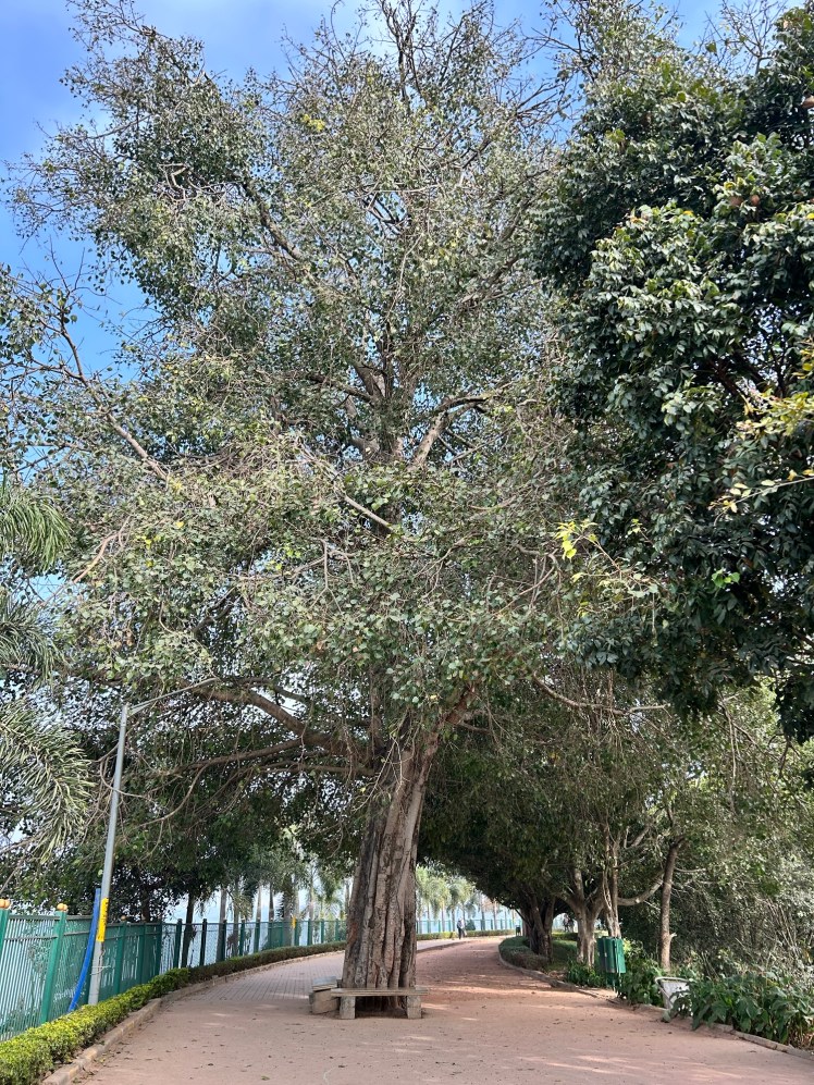 Peepal Tree