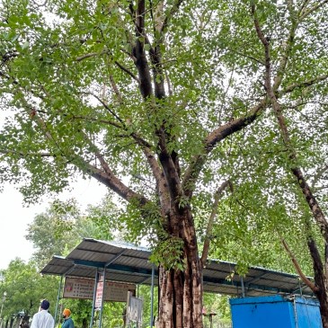 Thursday Tree Love - 200